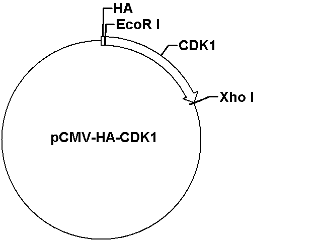 pCMV-HA-CDK1 Plasmid