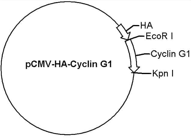 pCMV-HA-Cyclin G1 Plasmid