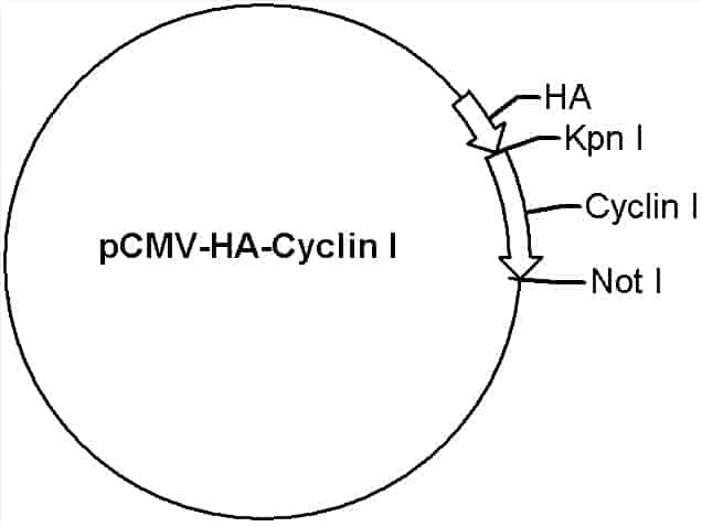 pCMV-HA-Cyclin I Plasmid