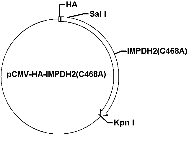 pCMV-HA-IMPDH2(C468A) Plasmid