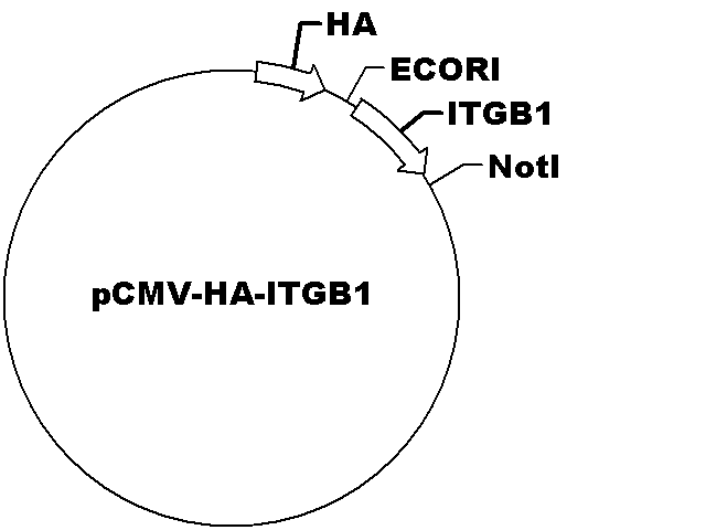 pCMV-HA-ITGB1 Plasmid