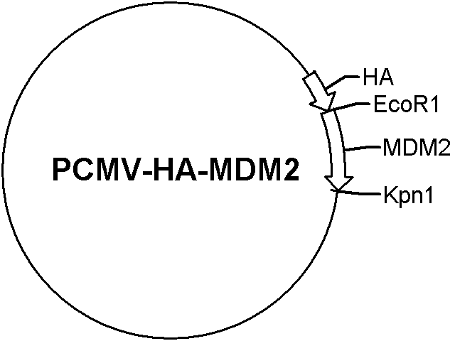 pCMV-HA-MDM2 Plasmid