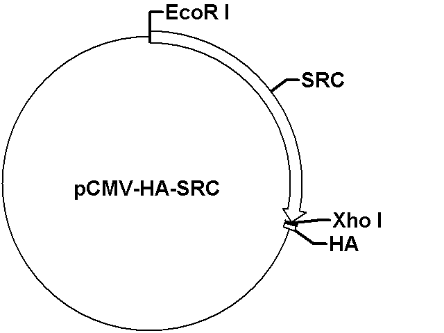 pCMV-HA-SRC Plasmid