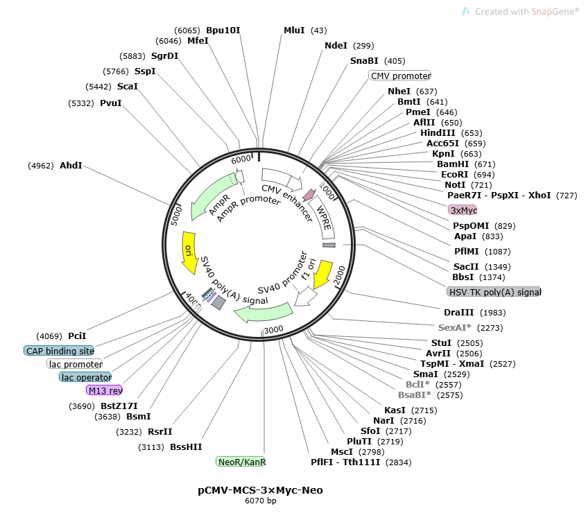 pCMV-MCS-3×Myc-Neo [PVT95639-1a] | Premium Life Science Reagents | Nova ...
