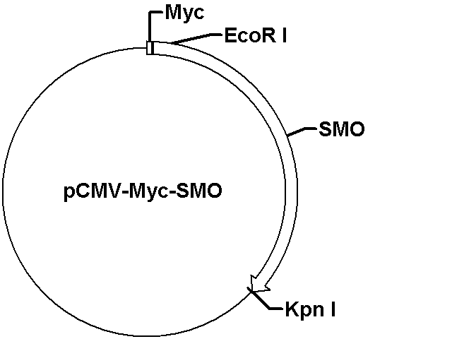 pCMV-Myc-SMO Plasmid