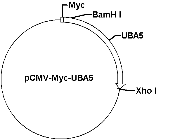 pCMV-Myc-UBA5 Plasmid