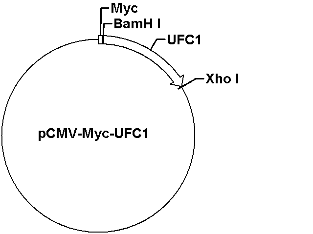 pCMV-Myc-UFC1 Plasmid