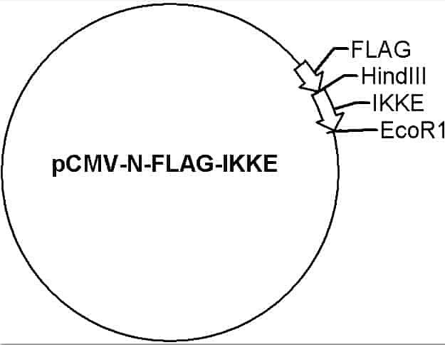 pCMV-N-FLAG-IKKE Plasmid