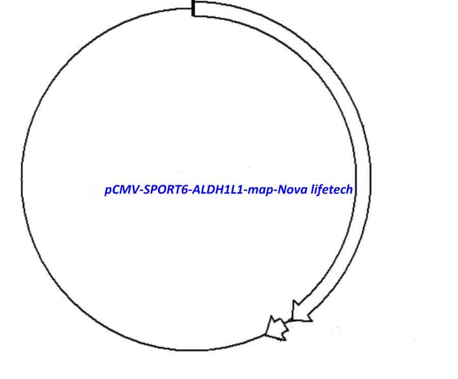 pCMV-SPORT6-ALDH1L1 Plasmid