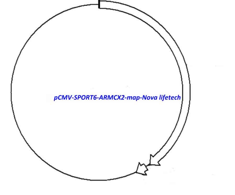 pCMV-SPORT6-ARMCX2