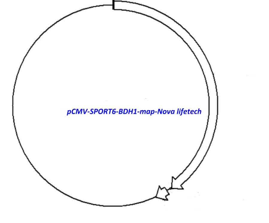 pCMV-SPORT6-BDH1