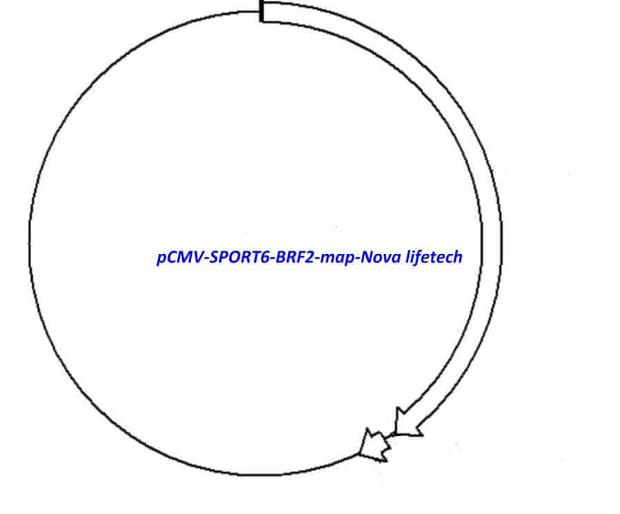 pCMV-SPORT6-BRF2