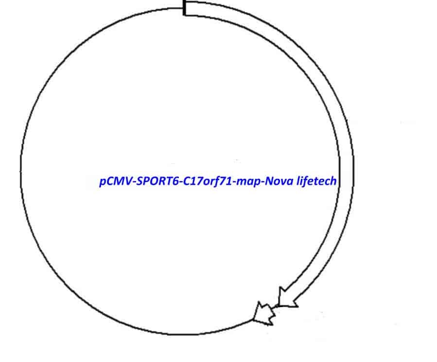 pCMV-SPORT6-C17orf71