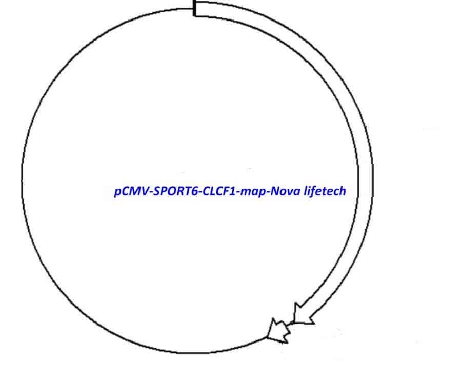 pCMV-SPORT6-CLCF1