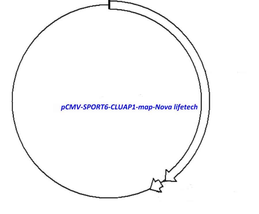 pCMV-SPORT6-CLUAP1