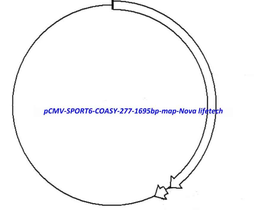 pCMV-SPORT6-COASY(277-1695bp)