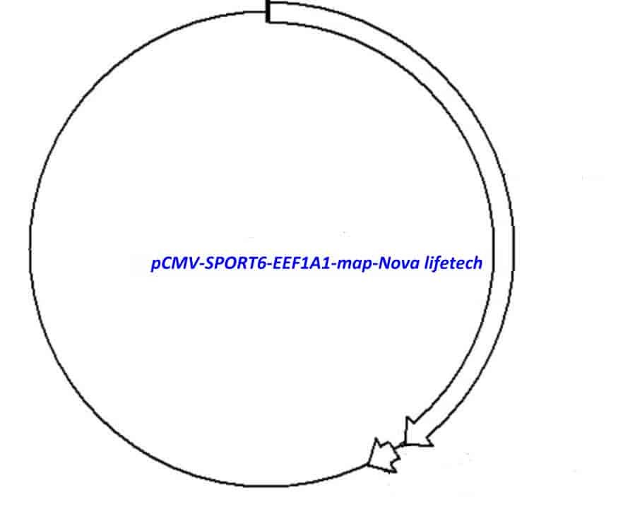 pCMV-SPORT6-EEF1A1