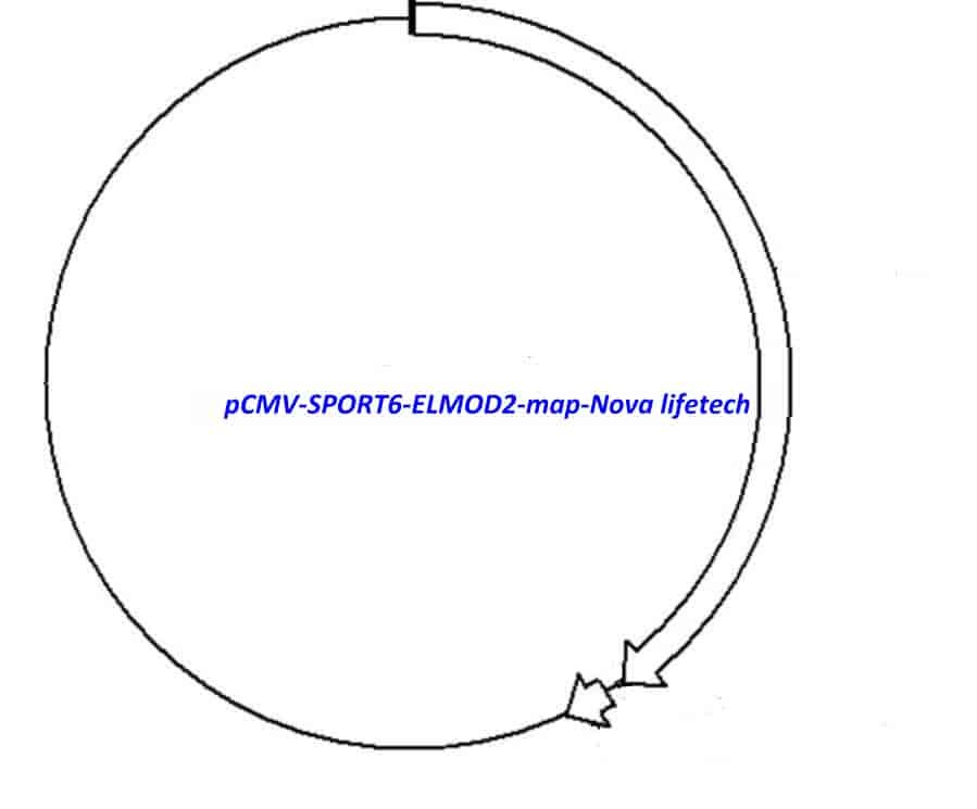 pCMV-SPORT6-ELMOD2