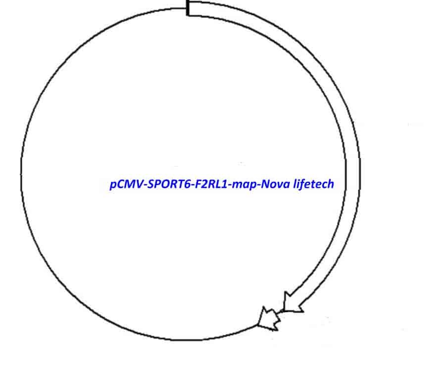 pCMV-SPORT6-F2RL1