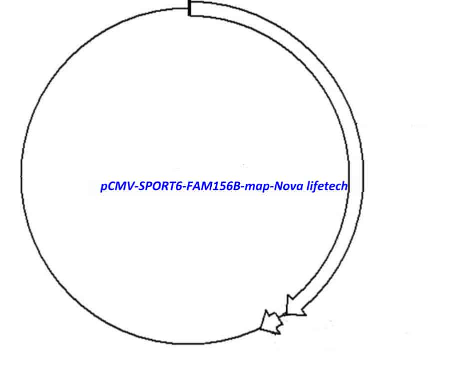 pCMV-SPORT6-FAM156B - Click Image to Close
