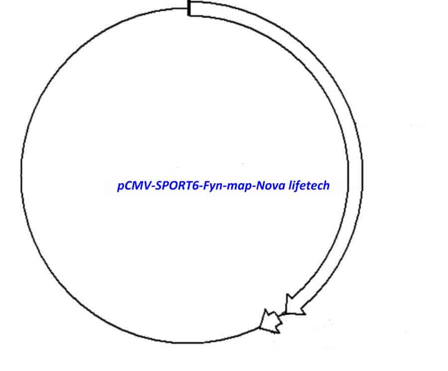 pCMV-SPORT6-Fyn Plasmid