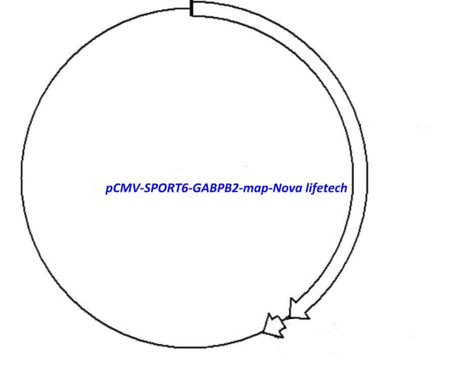 pCMV-SPORT6-GABPB2 Plasmid