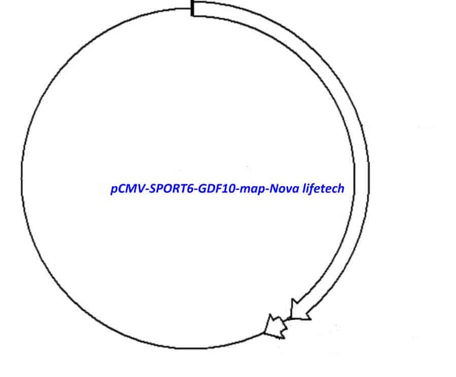 pCMV-SPORT6-GDF10 Plasmid