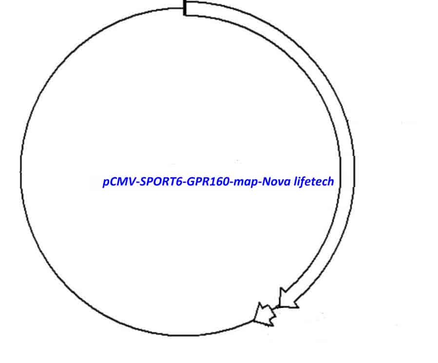 pCMV-SPORT6-GPR160 - Click Image to Close