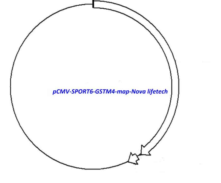 pCMV-SPORT6-GSTM4