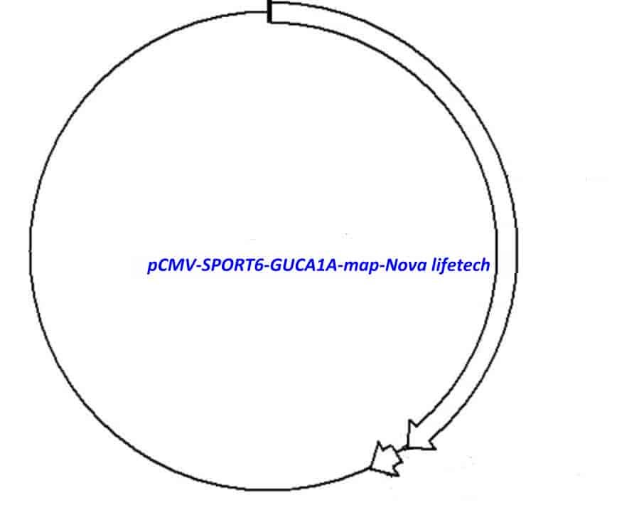 pCMV-SPORT6-GUCA1A Plasmid