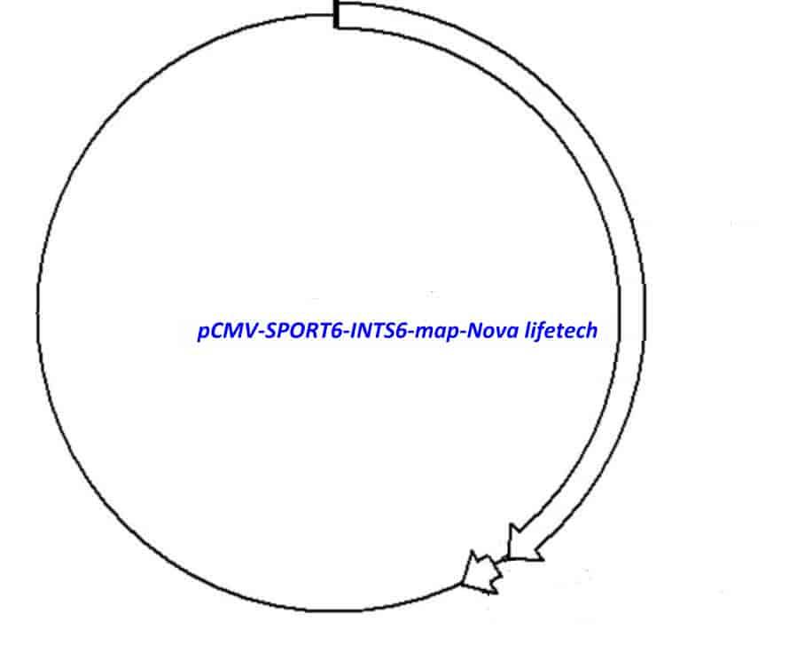 pCMV-SPORT6-INTS6