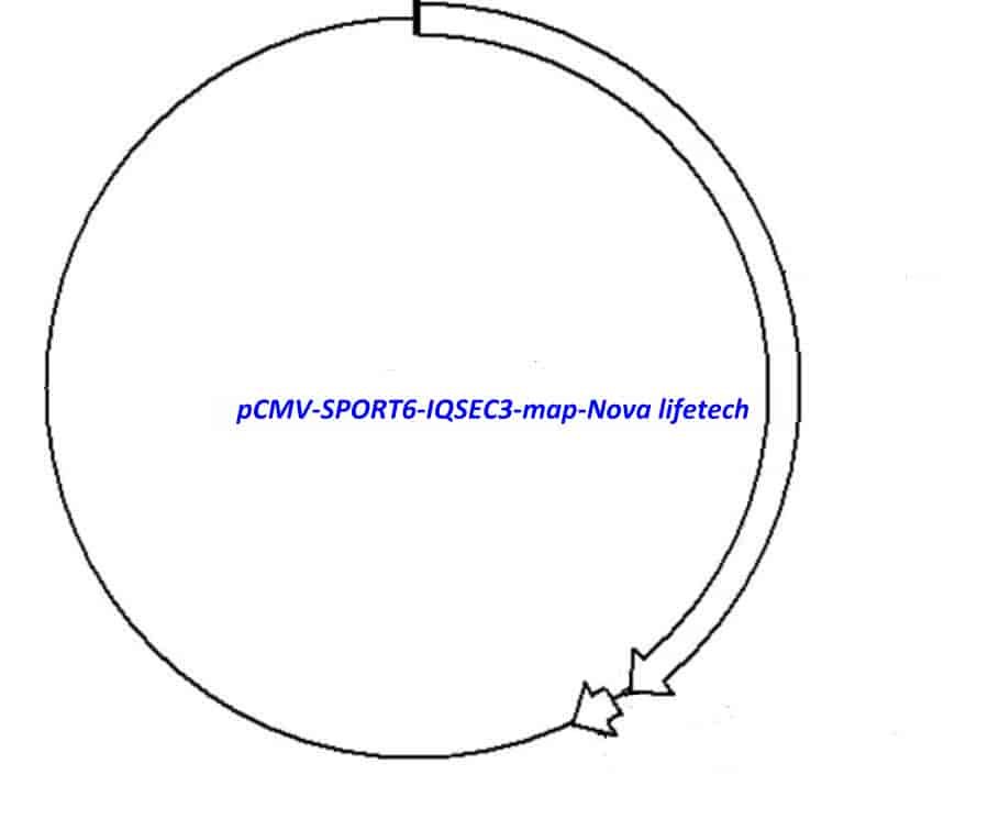pCMV-SPORT6-IQSEC3 Plasmid