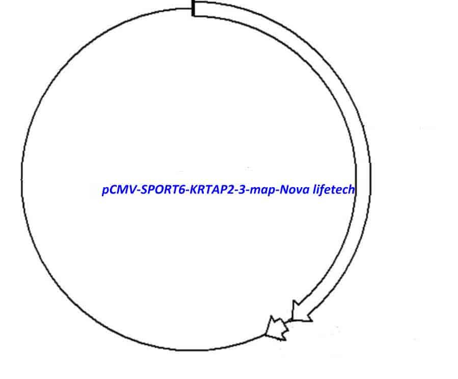 pCMV-SPORT6-KRTAP2-3