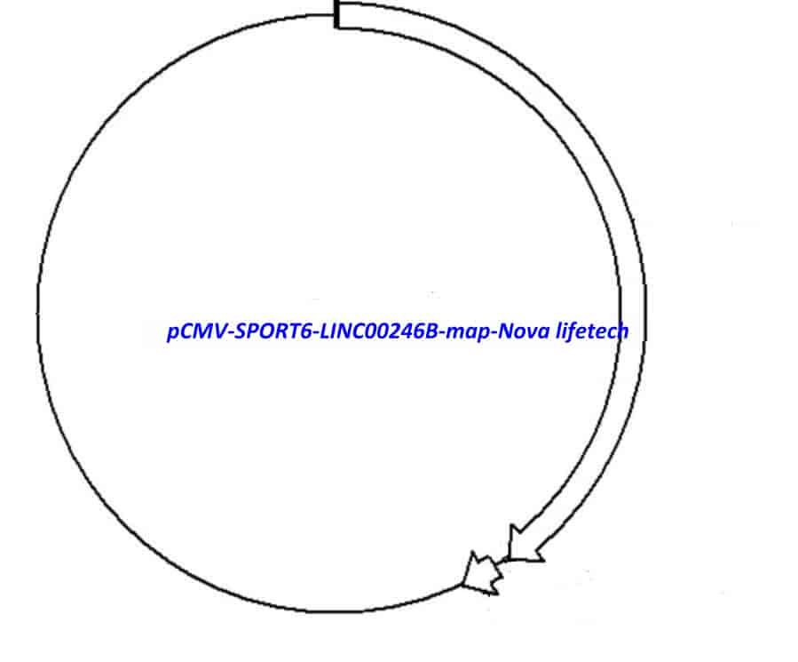 pCMV-SPORT6-LINC00246B Plasmid