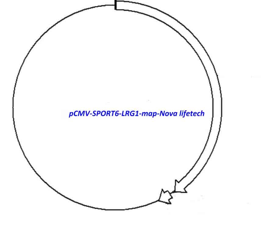 pCMV-SPORT6-LRG1 Plasmid