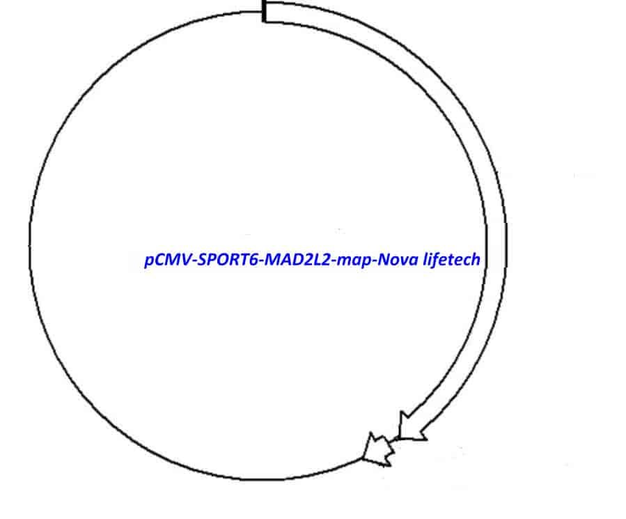 pCMV-SPORT6-MAD2L2