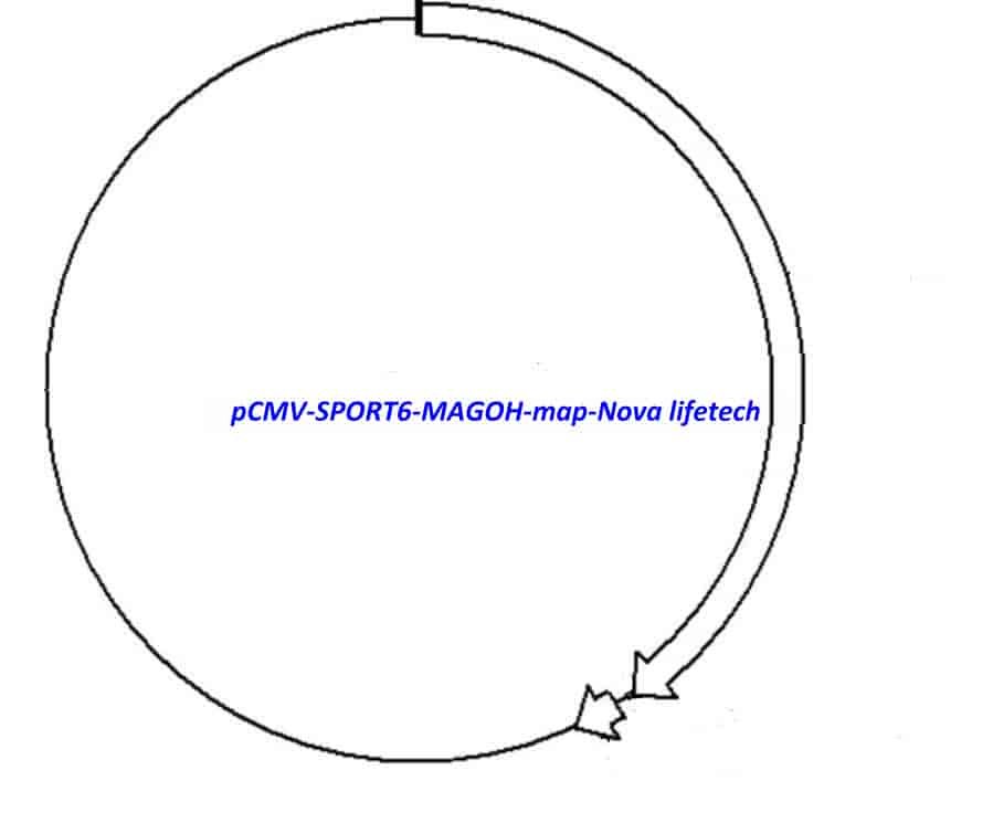 pCMV-SPORT6-MAGOH