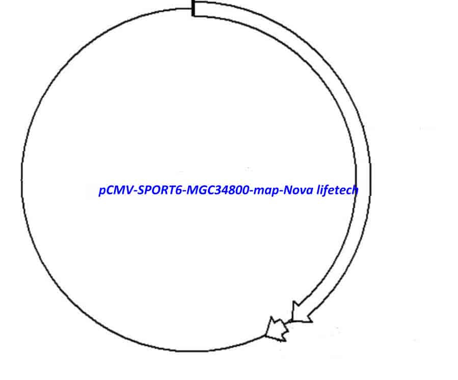 pCMV-SPORT6-MGC34800 Plasmid - Click Image to Close