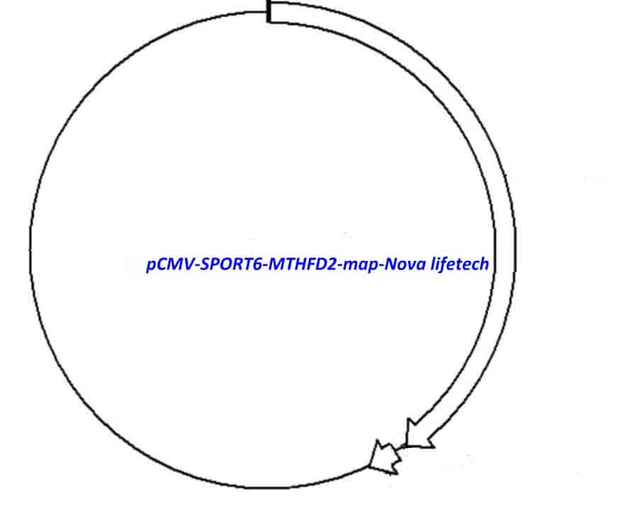 pCMV-SPORT6-MTHFD2