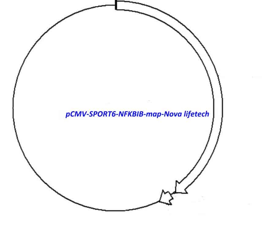 pCMV-SPORT6-NFKBIB