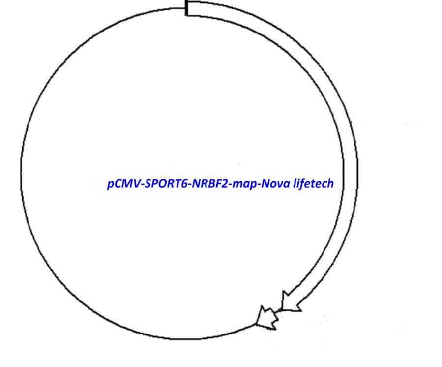 pCMV-SPORT6-NRBF2