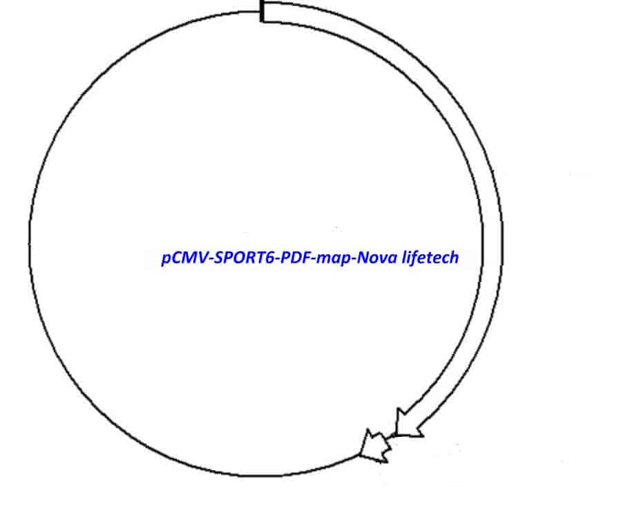 pCMV-SPORT6-PDF Plasmid