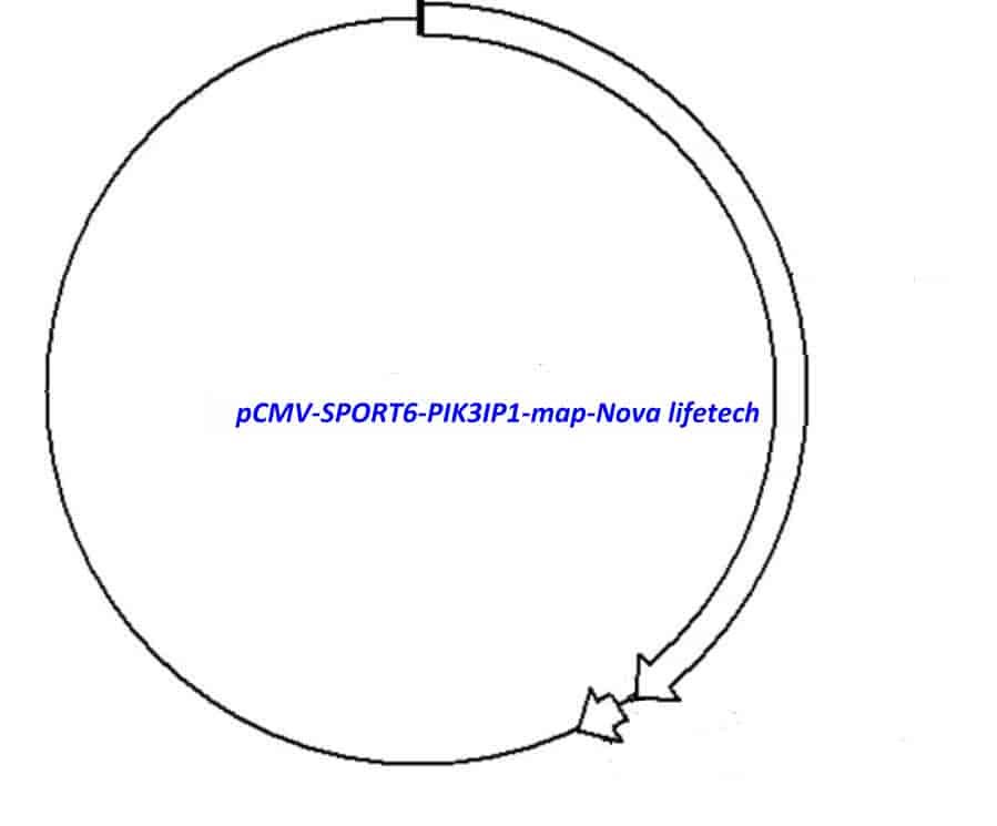 pCMV-SPORT6-PIK3IP1