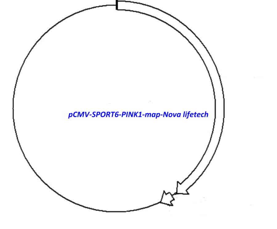 pCMV-SPORT6-PINK1 Plasmid