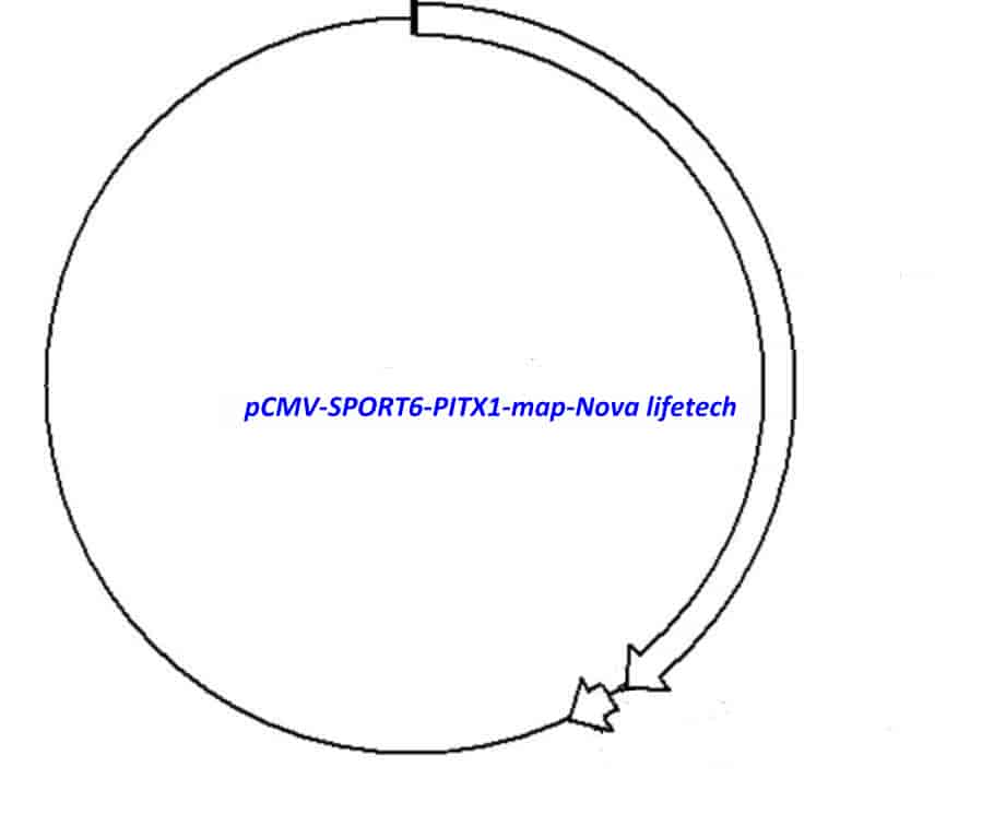 pCMV-SPORT6-PITX1