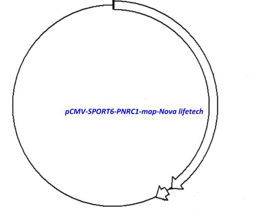 pCMV-SPORT6-PNRC1