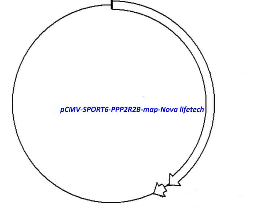 pCMV-SPORT6-PPP2R2B Plasmid