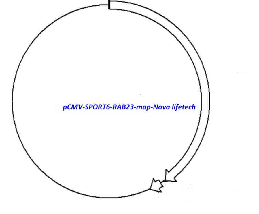 pCMV-SPORT6-RAB23