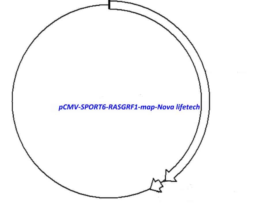 pCMV-SPORT6-RASGRF1 Plasmid