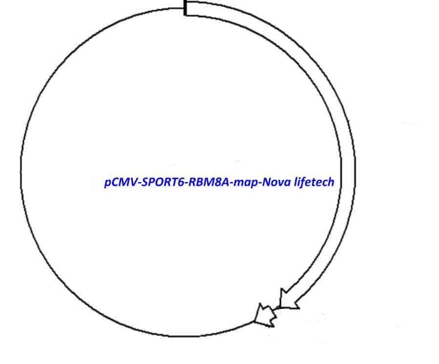 pCMV-SPORT6-RBM8A